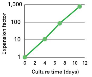 Human Stem Cell Culture Medium (DEF-CS Xeno-Free)