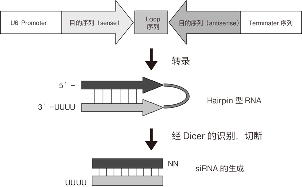 pBAsi vector series