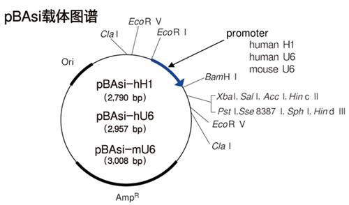 pBAsi vector series