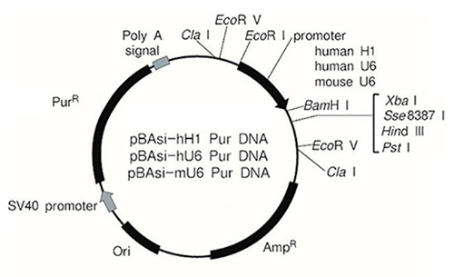 pBAsi vector series