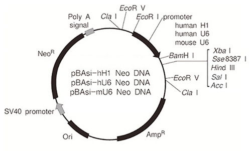 pBAsi vector series