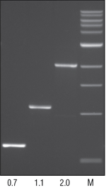 Deep Vent® DNA Polymerase | NEB酶试剂 New England Biolabs