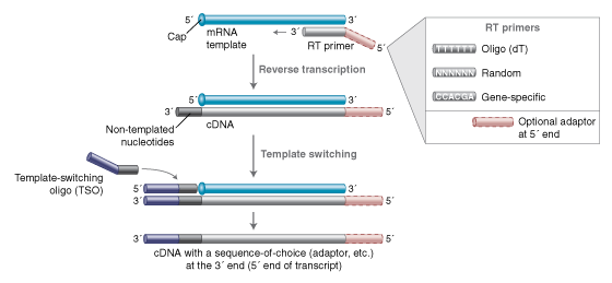 Template Switching RT Enzyme Mix | NEB酶试剂 New England Biolabs