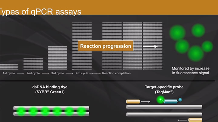 Luna® Cell Ready One-Step RT-qPCR Kit |