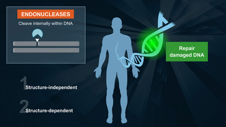 Types of DNA Damage and Causes |