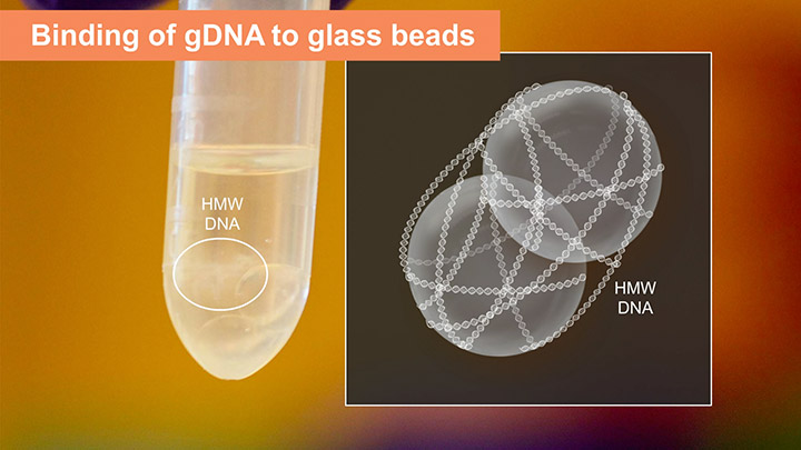 Monarch® HMW gDNA Tissue Lysis Buffer |