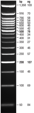 50 bp DNA Ladder  |