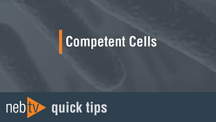 10-beta Electrocompetent E. coli |