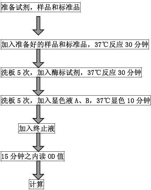 蛋白酶ELISA试剂盒优质供应商BS-0087