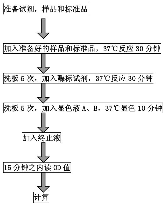 大鼠白介素18（IL-18）ELISA试剂盒免费代测BS-3070